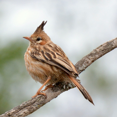 Lark-Like Bushrunner